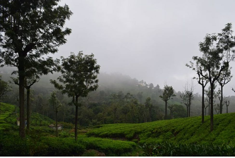 What are Nilgiri famous for?