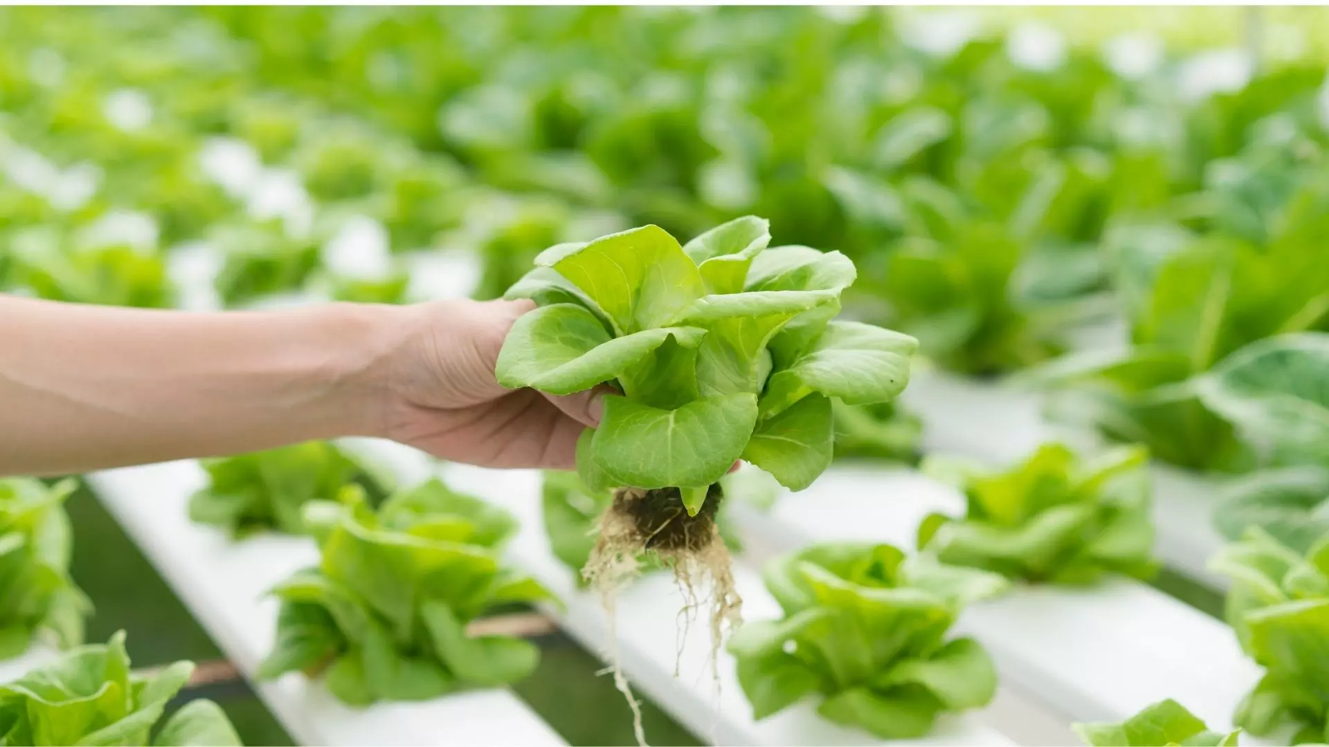 Hydroponic Farming: Revolutionizing Agriculture Through Soilless Cultivation